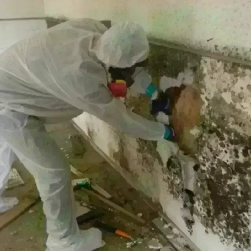 Mold Remediation and Removal in Parker, CO